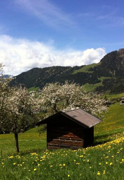 Mittlerer Höhenweg Alpbach.JPG