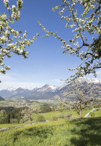 Sommer Pinzgerhof (4)