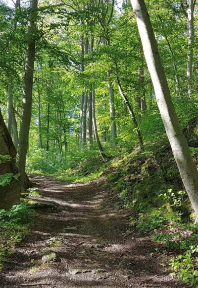 Im Steyregger Wald
