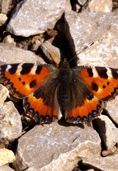 Kleiner Fuchs um 1900m