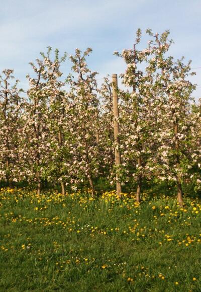 Kirschblütenweg um 420m