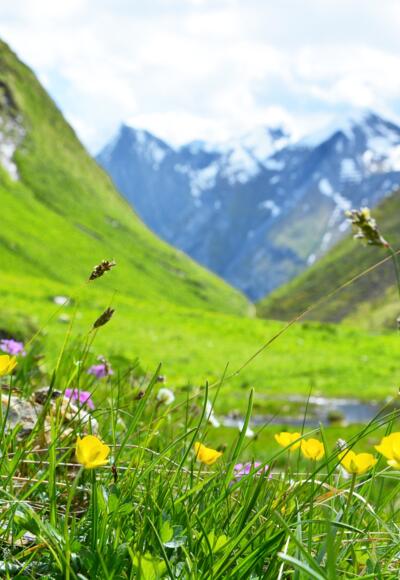 Blumenzauber im Weitental