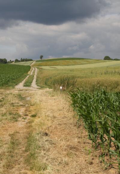 Feldweg Richtung Steinfeld