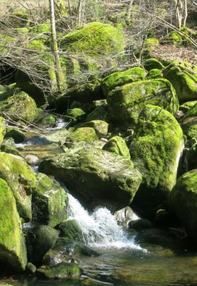Moosbewachsene Granitfelsen im Gießenbach