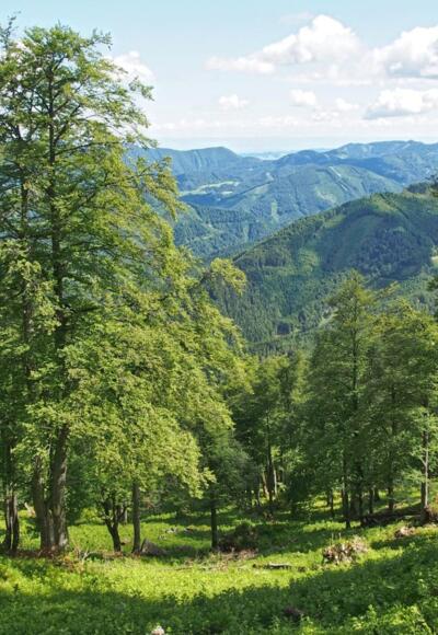 In der "Wiesermelkstatt" findet man noch urwaldartig anmutende Abschnitte