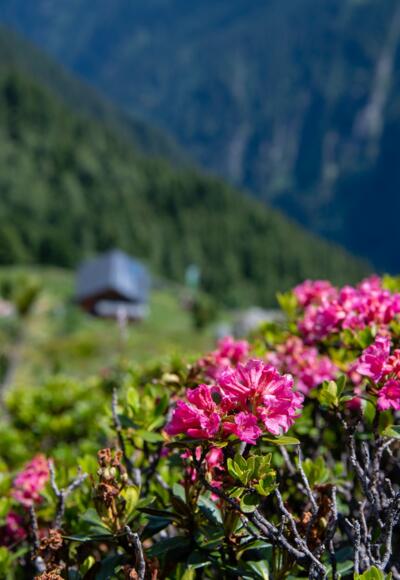 Alpenrosen bedecken die Wiesen um die Gamshütte