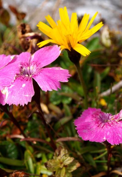 Alpennelken auf der Speikwiese 2120m