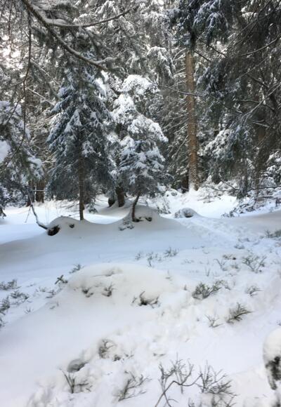 Hauptsächlich durch den Wald