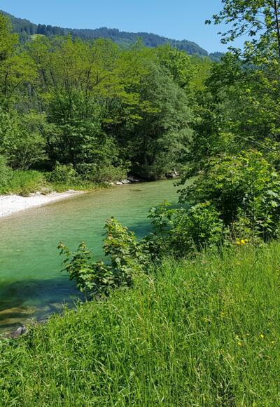 Die wunderschöne klare Ybbs