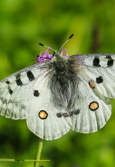 Zur Flugzeit zwischen Juni und August (mit Flugschwerpunkt im Juli) ist der Apollofalter (Parnassius apollo) im Umfeld der Vordersandlingalm regelmäßig zu beobachten.