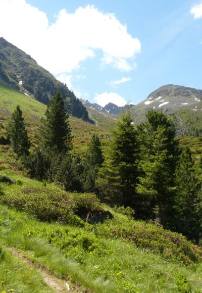 Der Zirbenwald lichtet sich und gibt eine herrliche Landschaft am Fuße des Habicht frei.