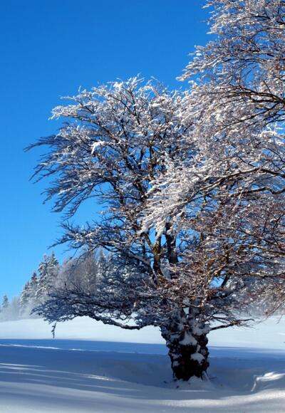 Schöne Buchen, die dem Berg den Namen gegeben haben.
