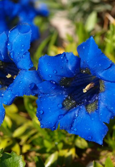 Enziane mit Morgentau