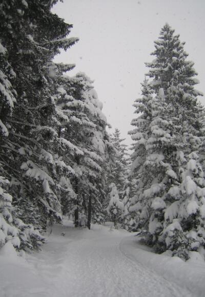 am oberen Ende der Rodelbahn