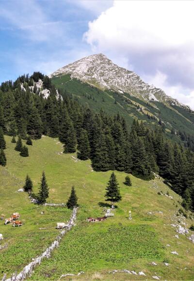 Der Große Pyhrgas vom Hofalmsattel (Blick Richtung Osten)