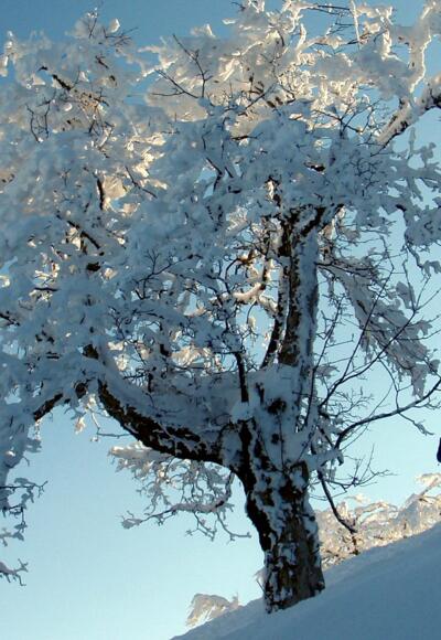 Buche um 1490m am Nordhang.