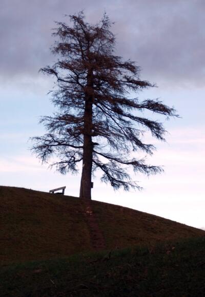Waldende 820m mit Gipfellärche Grillenparz (842m).