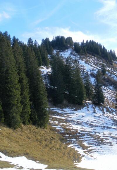 Falben vom Gapfohler Sattel