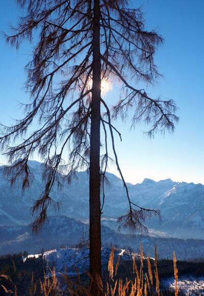 Lärche ~1355m rechts umrunden
