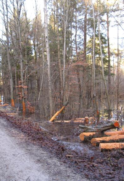 Biber in Haunstetten