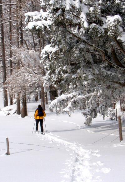Am Waldrand bergan um 930m
