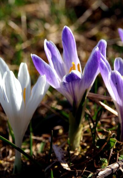 Krokuswiese am Startpunkt 750 m