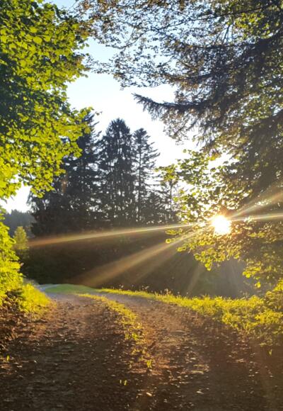 Schöne Abendstimmung im Rotenbergwald