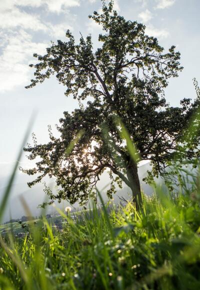 Zwerwald - Letze - Riezlern