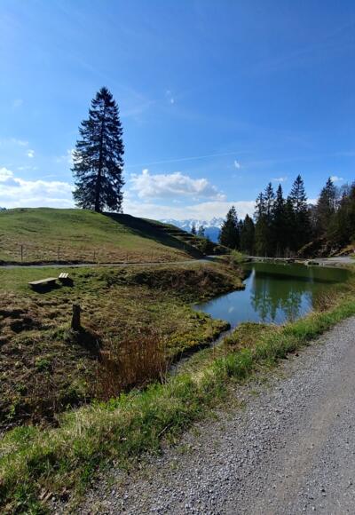 Bergweiher am Wegesrand