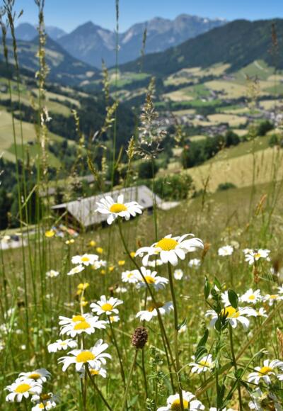 Oberer Höhenweg Alpbach