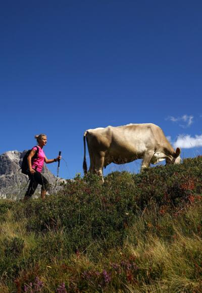 Wandern im Alpgebiet von Schröcken