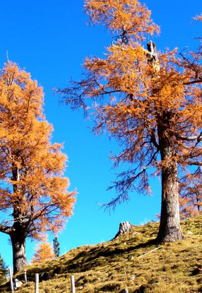 Lärchen am Schlussanstieg zum Feilkopf 1520m
