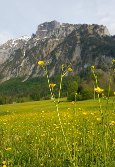 Enge Vorsäß mit Blick auf die Kanisfluh