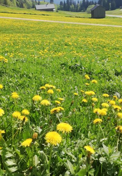 Alpe Rüschere Bizau