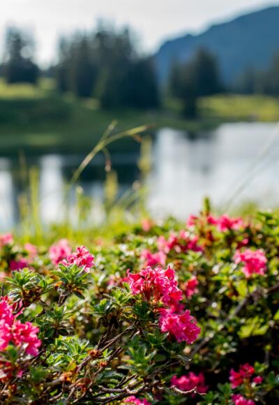 Naturjuwel Körbersee