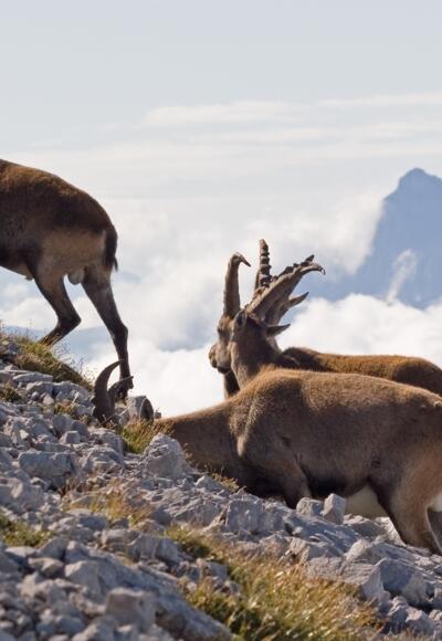 Steinböcke können des öfteren im Gipfelbereich des Großen und Kleinen Solsteins beobachtet werden!