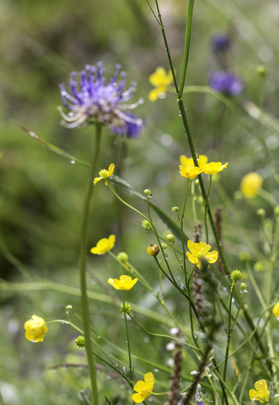 Blumen im Raurisertal