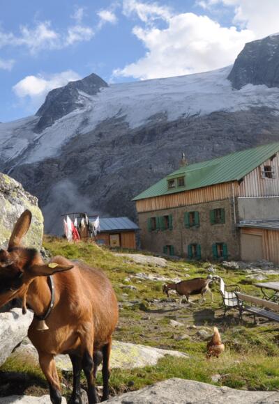 Selbst die Ziegen fühlen sich bei der Greizer Hütte wohl.