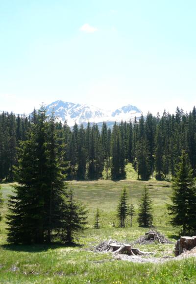 Hochmoor - Wild Ried