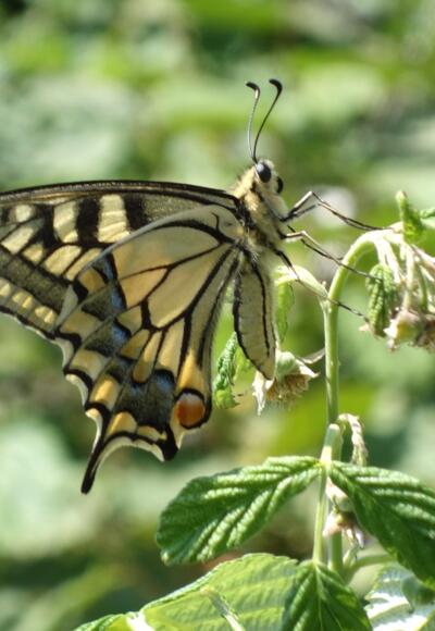Schwalbenschwanz am südlichen Gipfelhang