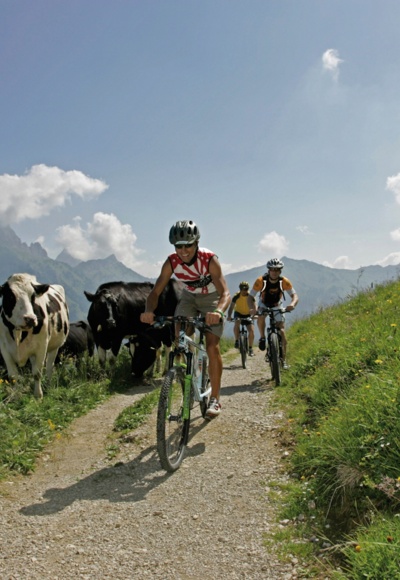 Almvieh begleitet Sie stets