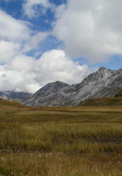 Feuchtfläche am Peischlachtörl