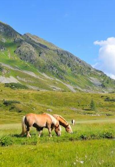 Plattenspitze