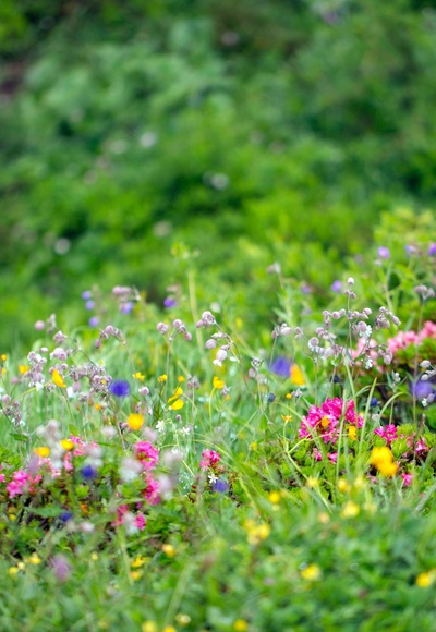 Blumenwiese