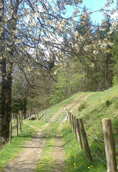 Der Höhenweg im Frühling