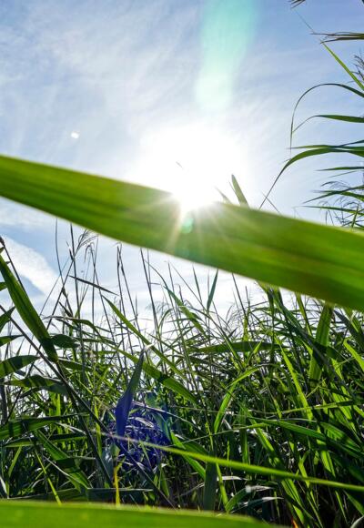 Schilf im Rheindelta
