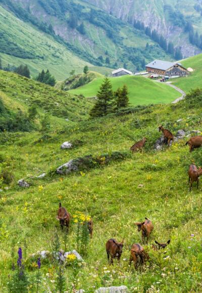 Blick auf Batzenalpe