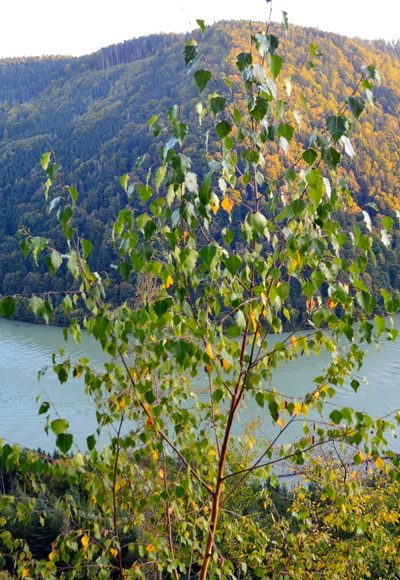Donaublick