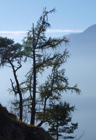 Fahrnaugupf 1239m über dem Trauanseenebel