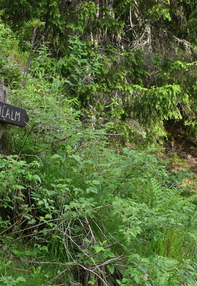Weg zur Pichlalm